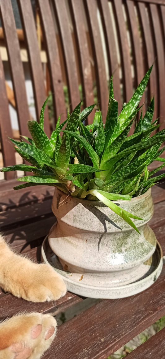 Vaso fisarmonica in gres verde variegato